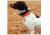 Garmin DC 30 Dog Collar