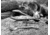 Gerber Compleat Multi-Tool Tong, Black, 31-003463N