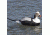 Greenhead Gear Commercial Grade Long-Tailed Ducks Foam Filled,1/2 Dozen 74027