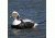 Greenhead Gear Commercial Grade Long-Tailed Ducks Foam Filled,1/2 Dozen 74027