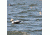 Greenhead Gear Commercial Grade Long-Tailed Ducks Foam Filled,1/2 Dozen 74027