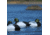 Greenhead Gear Life-Size Duck Decoy,Blue-Bills,1/2 Dozen 73038