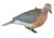 Greenhead Gear Mourning Doves,1/2 Dozen 72005