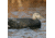Greenhead Gear Over-Size Duck Decoy,Black Ducks,1/2 Dozen 73015