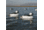 Greenhead Gear Over-Size Duck Decoy,Buffleheads,1/2 Dozen 71048
