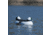 Greenhead Gear Over-Size Duck Decoy,Buffleheads,1/2 Dozen 71048