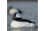 Greenhead Gear Over-Size Duck Decoy,Buffleheads,1/2 Dozen 71048