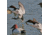 Greenhead Gear Over-Size Duck Decoy,Canvasbacks,1/2 Dozen 73049
