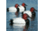 Greenhead Gear Over-Size Duck Decoy,Canvasbacks,1/2 Dozen 73049