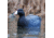 Greenhead Gear Over-Size Duck Decoy,Coots,1/2 Dozen 73014