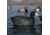 Greenhead Gear Over-Size Duck Decoy,Coots,1/2 Dozen 73014