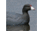 Greenhead Gear Over-Size Duck Decoy,Coots,1/2 Dozen 73014