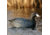 Greenhead Gear Over-Size Duck Decoy,Coots,1/2 Dozen 73014