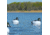 Greenhead Gear Over-Size Duck Decoy,Goldeneyes,1/2 Dozen 73047