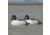 Greenhead Gear Over-Size Duck Decoy,Goldeneyes,1/2 Dozen 73047