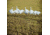 Greenhead Gear Pro-Grade Full Body Snow Decoy,Harvester Pack,Dozen 71180