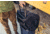 Gregory Border Carry On 40 Pack, Coyote Brown, One Size, 139311-4869