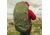 Gregory Stout 60 Backpack - Mens, Fennel Green, 126873-1333