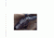 Gum Creek GCC-UVHHM-BLK Vehicle Handgun Mount Clip One Size GCCUVHHM