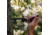 HALF RACK The Bow Wing, 10in, Black, Small, HR1650
