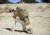 Hazard 4 Overwatch Rifle Carry Roll-Pack, MultiCam RFL-OVWC-MTC