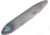 Heddon Super Spook Jr. Topwater Walking Bait, 3-1/2in, 1/2 oz, Flitter Shad, X923610