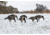 Higdon Outdoors APEX Canada Goose Decoy Flocked Head, Lifesize, 72247