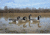 Higdon Outdoors Canada Goose Floaters Decoy, Foam Filled, Fullsize, 77143