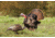 Higdon Outdoors Hard Body Feeder Hen Turkey Decoy, 63122