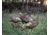Higdon Outdoors Hard Body Feeder Hen Turkey Decoy, 63122