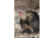 Higdon Outdoors Hard Body Laydown Hen Turkey Decoy, 63133