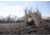 Higdon Outdoors Higdon Blind Quick Draw Dog Blind Dirt AB3F41A9