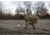 Higdon Outdoors Higdon Blind Quick Draw Dog Blind Dirt AB3F41A9