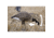 Higdon Outdoors XS TruFeeder Motion Decoy - Alpha Canada Goose w/ Ring Base, 50721