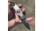 Hoffner Knives Bodyguard Belt Fixed Blade Knife, 2.5in, 440C Steel, Spear Point, Steel, Black, NECK-ITP-SP