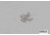 Hopkins Split Ring, Extra Small, SREX