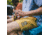 Howler Brothers Buchannon Boardshorts - Mens, Dijon, 32, 130720S-MUS-32