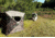 Two Camo Pop Up Hunting Blinds