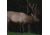 Be sure to set your trail cam appropriately for the target species.