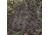 Deer scrape on the ground.