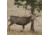 Mule deer scraping.