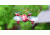 Hubsan X4 H107C Quadcopter, Red/Silver HICH107CRS