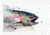 iCanvas Fish II by Dean Crouser Canvas Print, Multi, 18x26x0.75 DCR70-1PC3-26x18