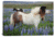 iCanvas Icelandic Horses In A Meadow Of Nootka Lupines, Varmahlid, Skagafjordur, Nordurland Vestra, Iceland by Gareth McCormack Canvas Print, Multi, 12 x 18 GAR50-1PC3-18x12