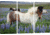iCanvas Icelandic Horses In A Meadow Of Nootka Lupines, Varmahlid, Skagafjordur, Nordurland Vestra, Iceland by Gareth McCormack Canvas Print, Multi, 40 x 60 GAR50-3PC3-60x40