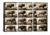 iCanvas Buffalo Running, Animal Locomotion Plate 700 Canvas Print, Multi, 60x40x0.75, 3P PCA459-3PC3-60x40