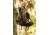 Insights Hunting The Element Lightweight Day Pack, Realtree Timber, 9303