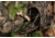 Insights Hunting The Element Lightweight Day Pack, Realtree Timber, 9303
