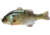 Jackall Lures Jackall Gantarel JR Segmented Swimbait, 5ft, 1 1/2oz, Floating, Ghost Gill, JGANTJR-RTGG