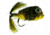 Jackson Cardinal Bass Bugs